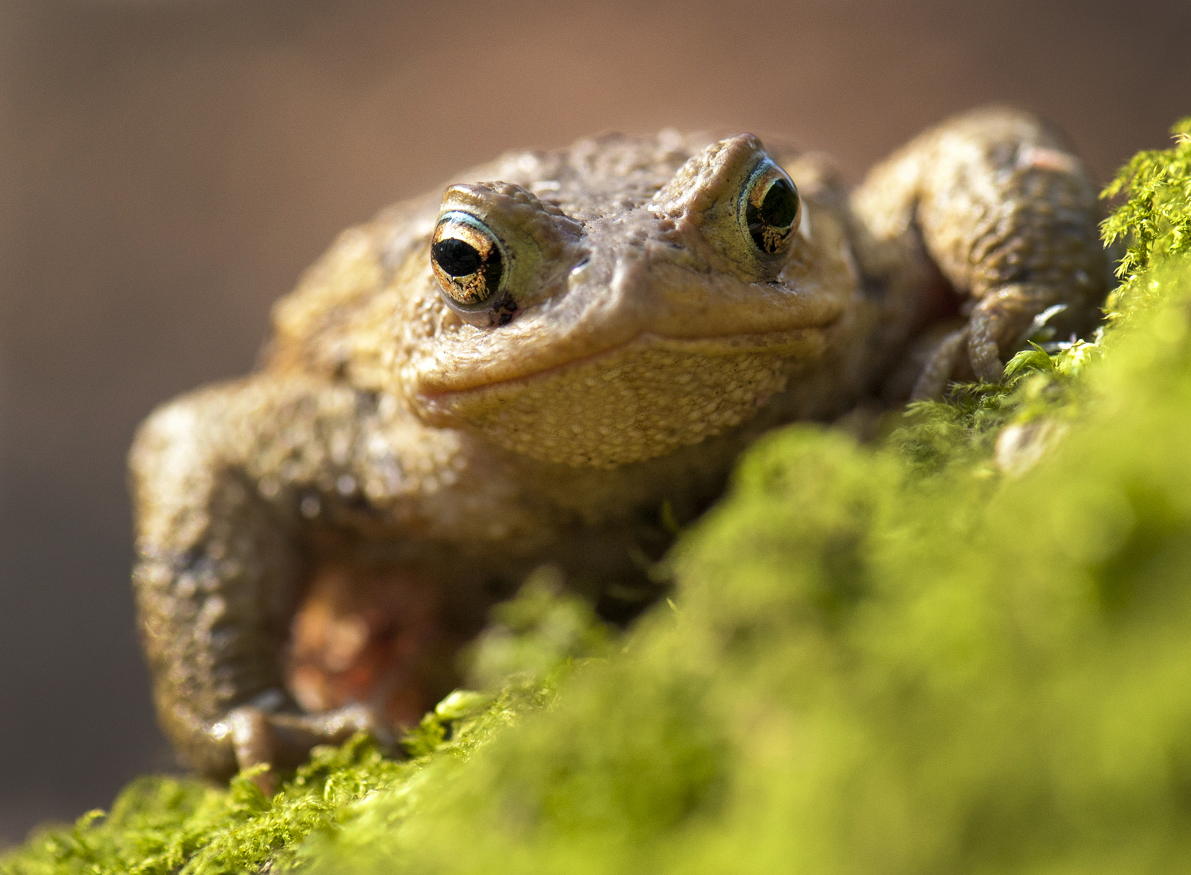 A Common Toad