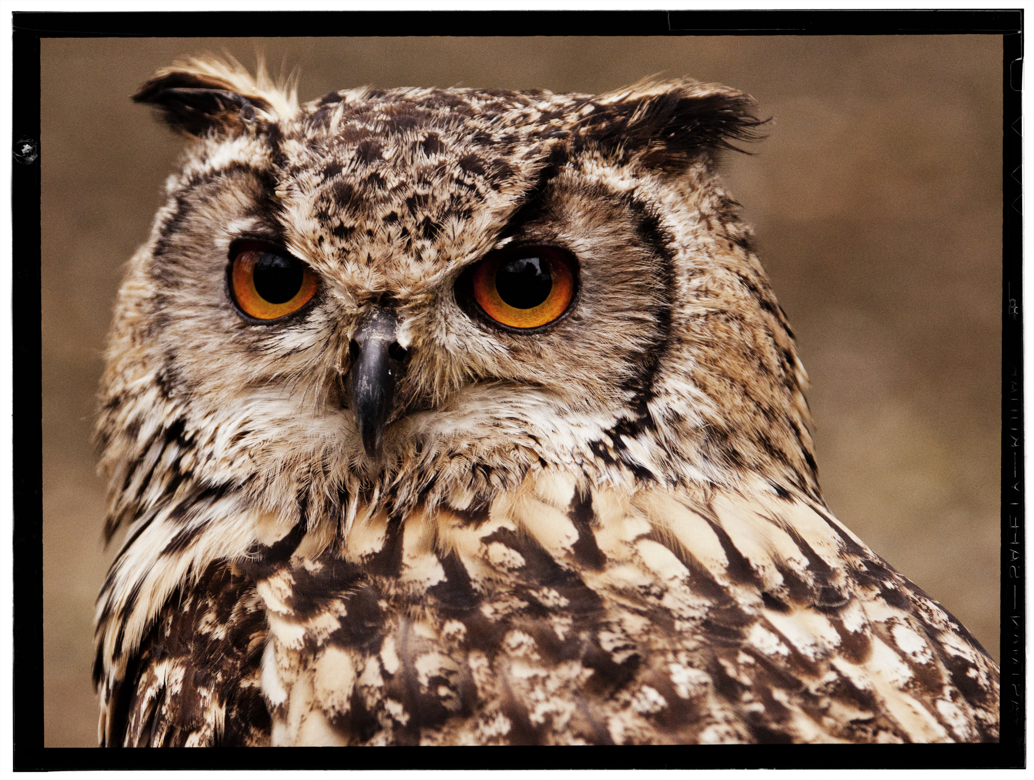 9 Owls hooting