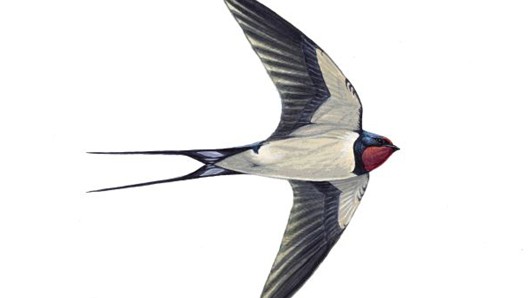 swallow_tcm9-18469