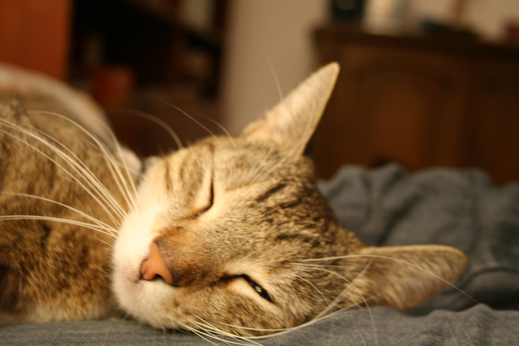 sleeping cat