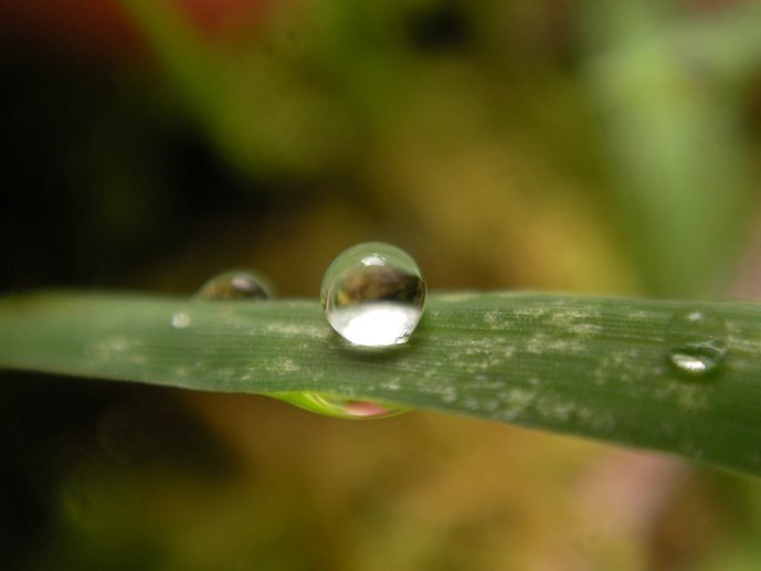 A Drop of Dew