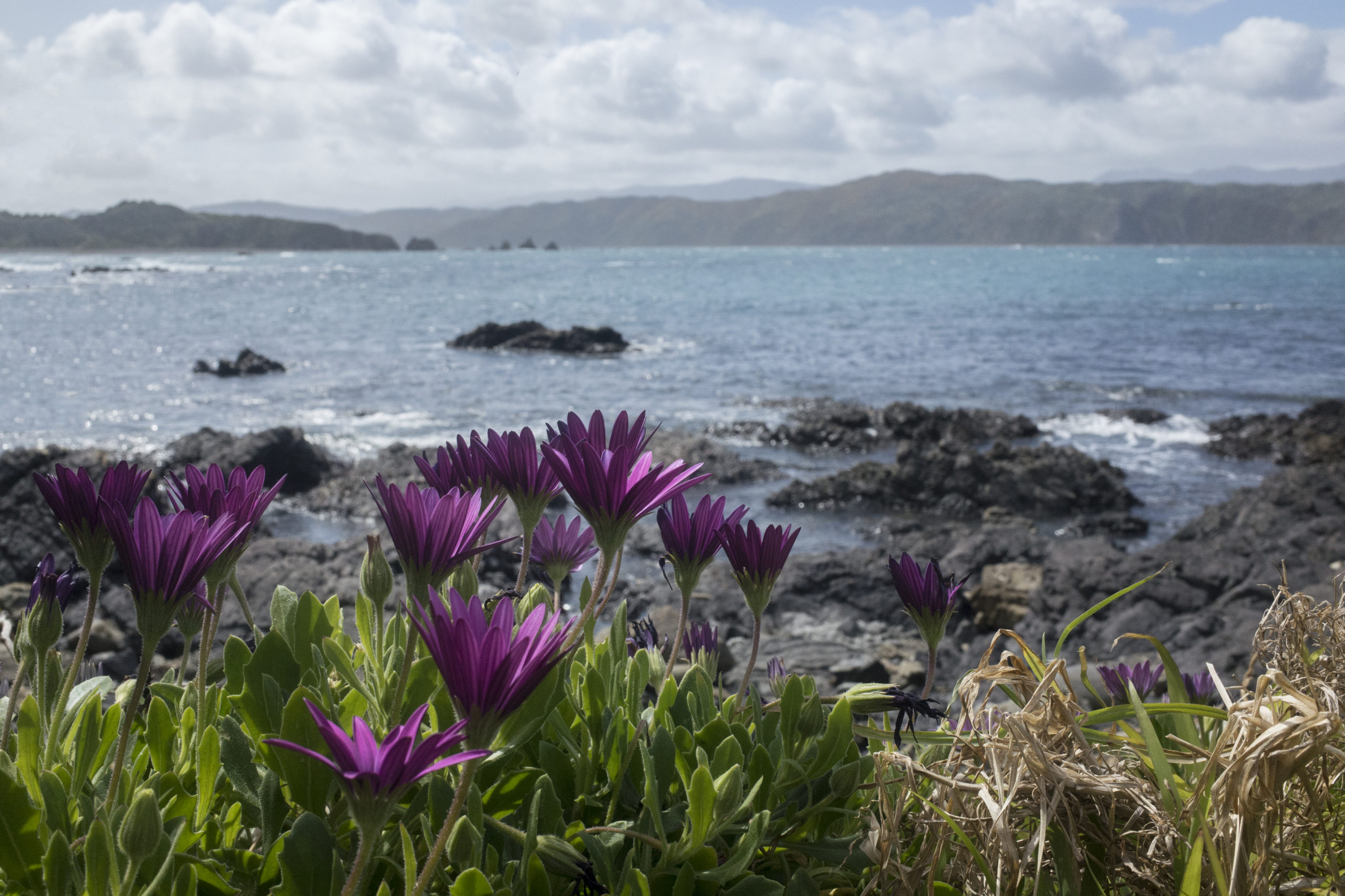 Photograph of Breaker Bay, New Zealand